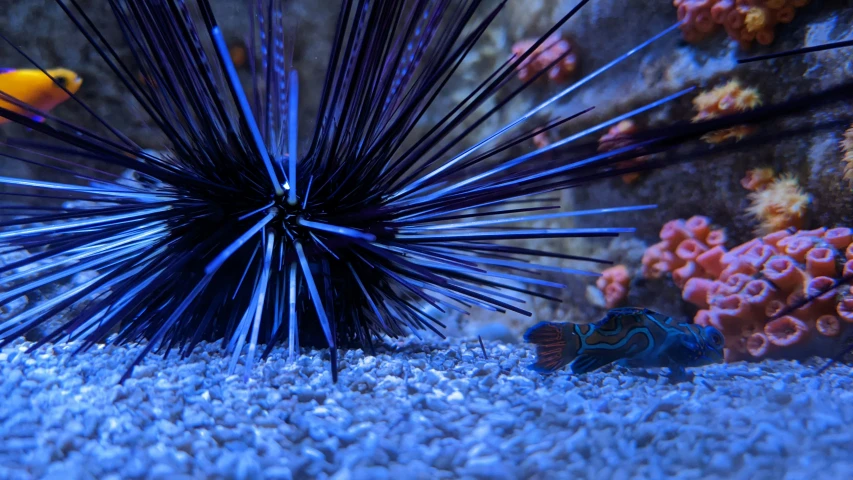 close up of a blue sea grass with an orange and black fish nearby