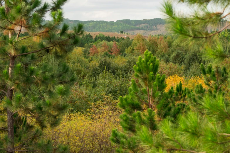 a view of a valley through pine needles