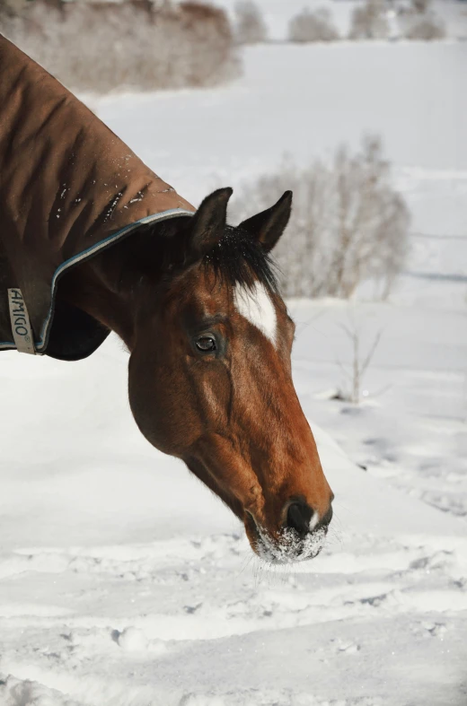 a horse is wearing a coat over its head