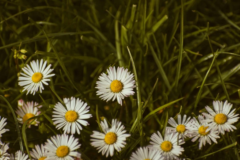 a bunch of daisies that are sitting in the grass