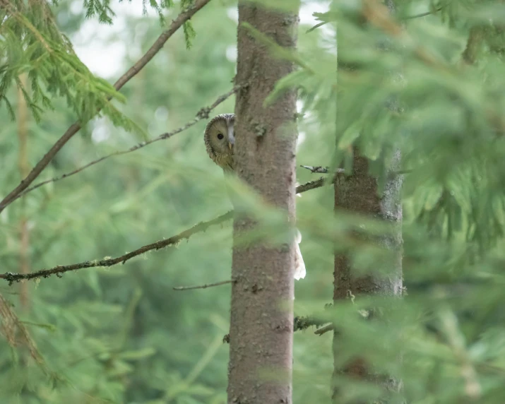 an owl perches in a tree surrounded by pine needles