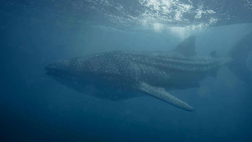 a large whale swimming under water in the ocean
