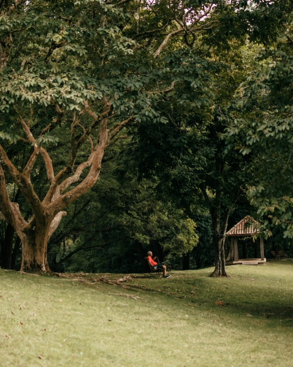 a small tree that has fallen over