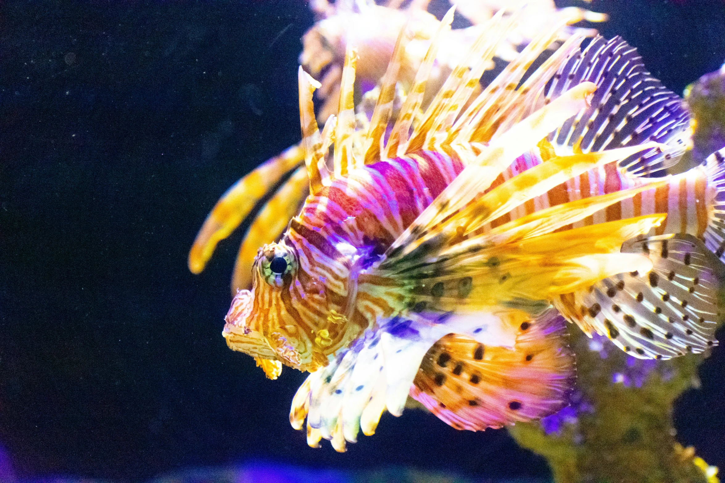 a lion fish is in an aquarium full of colorful lighting