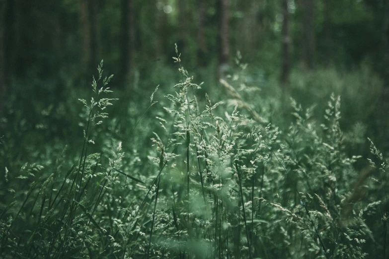 a field full of grass with trees in the background