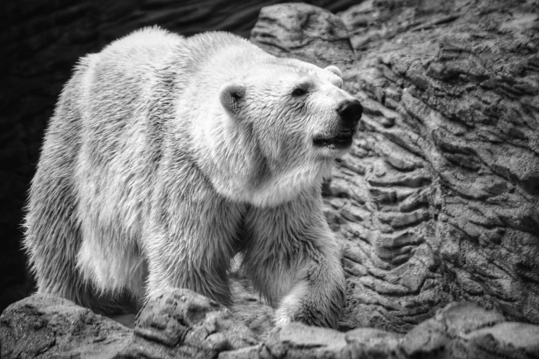 a black and white po of a bear by some rocks