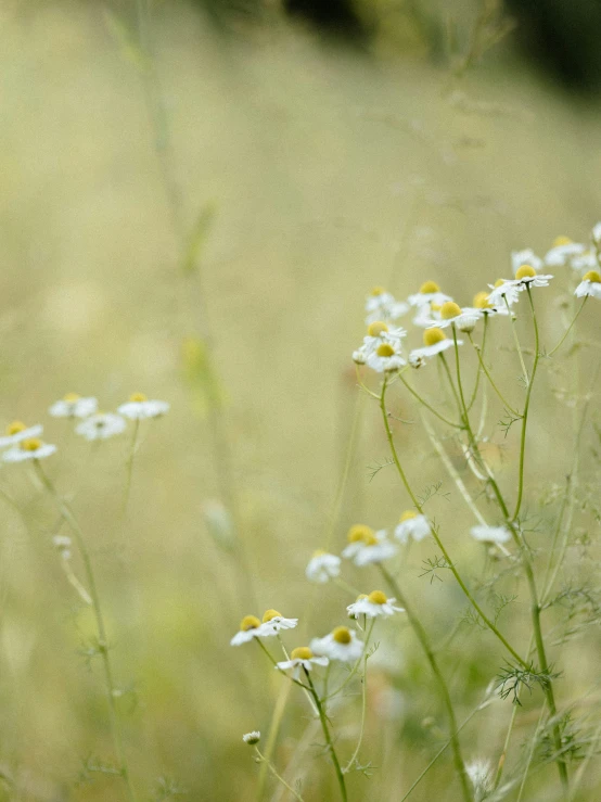 a closeup of the beautiful flowers in the field