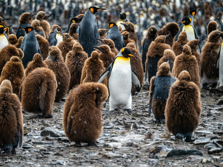 many penguins with yellow heads walking through a large crowd