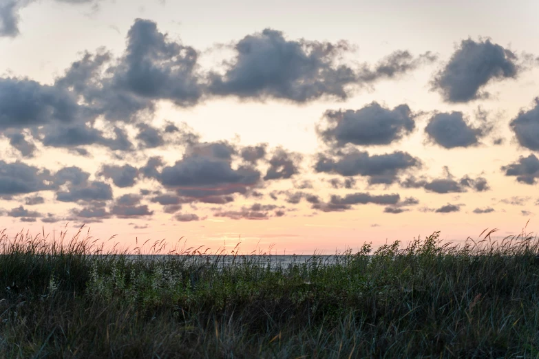 some tall grass a bench and a sunset