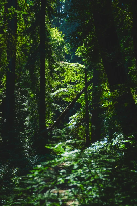 the sun shines on the lush woods floor