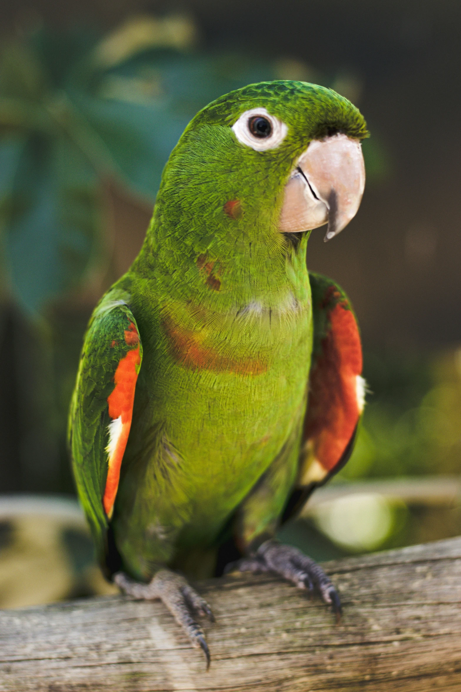 green parrot perched on a nch looking down