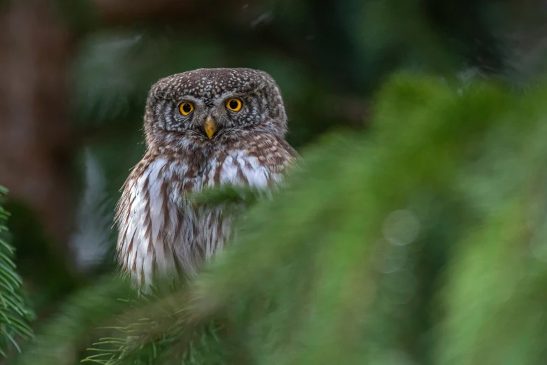 a close up view of an owl among the green leaves