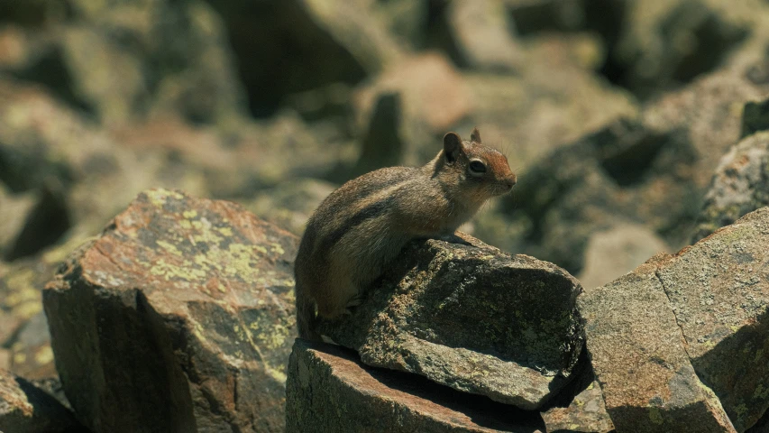 a little bird standing on a rock formation