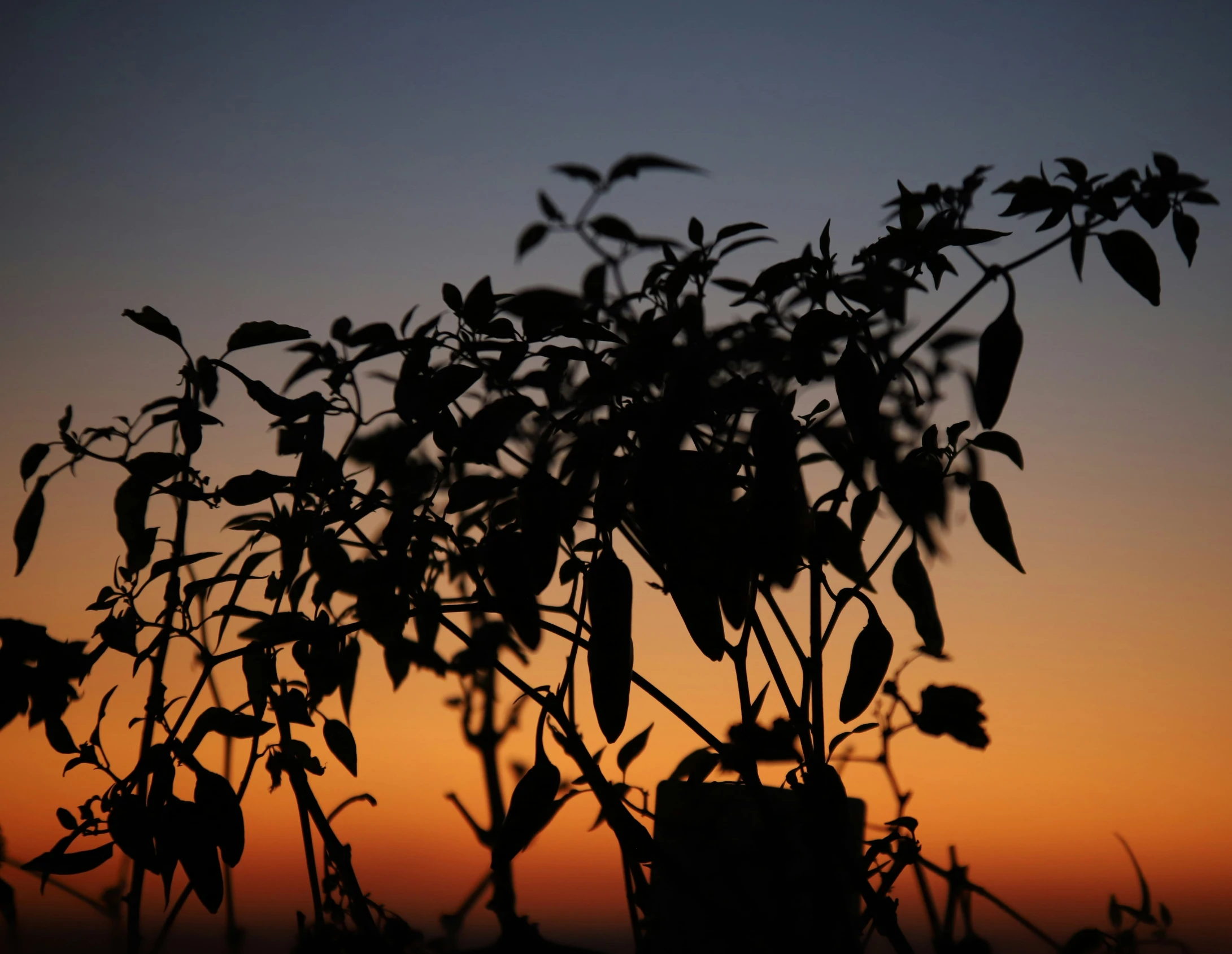 the tree nches are silhouetted against a beautiful sunset