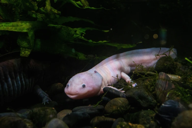 a pink axy walking across rocks in a fish tank