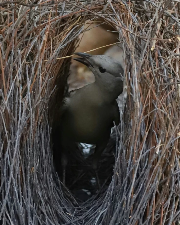 a bird is sticking its beak out of a nest