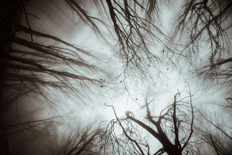 an upward view of the sun through nches in a foggy forest