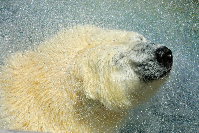 the polar bear is cooling off in the cold water