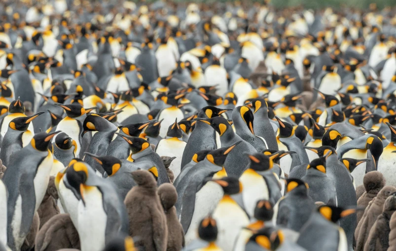 there is a large group of penguins that have one head turned to the side