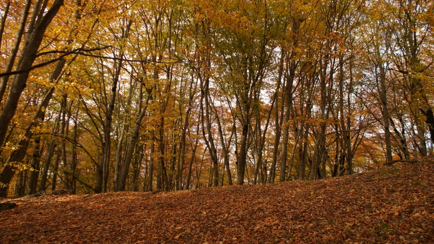 a wooded area with a dirt hill next to it with a red fire hydrant on the hillside