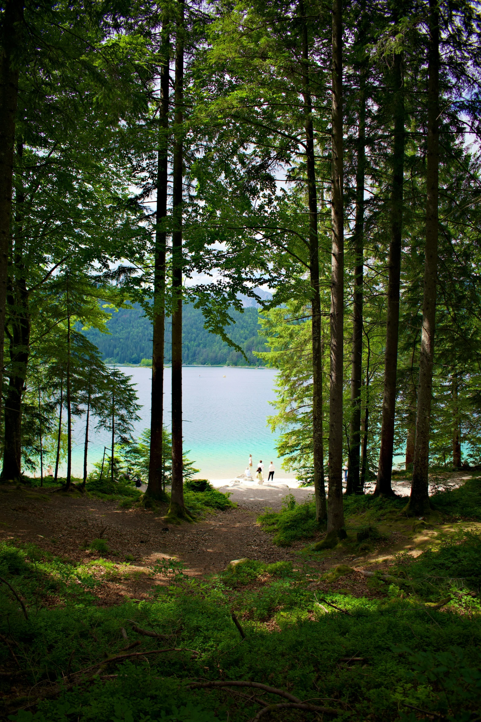 a small lake nestled between some trees