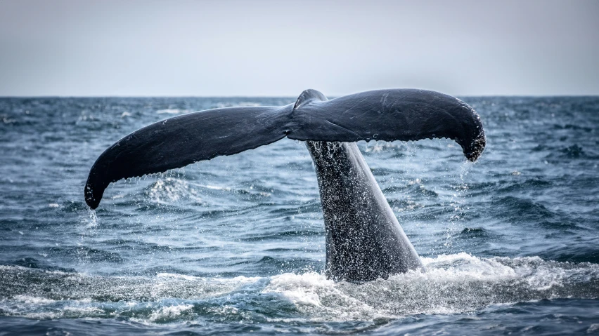 a humpback dives from the ocean surface