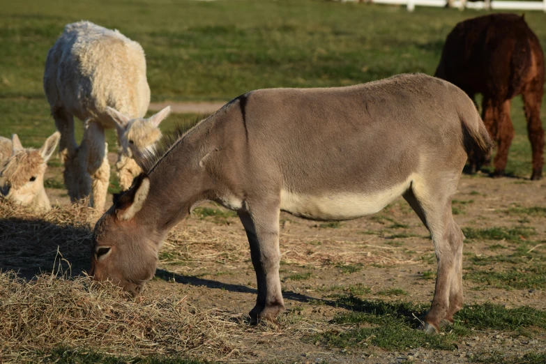 a few animals are standing and eating grass