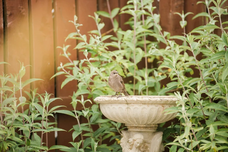 a bird standing on top of an outdoor pot next to bushes