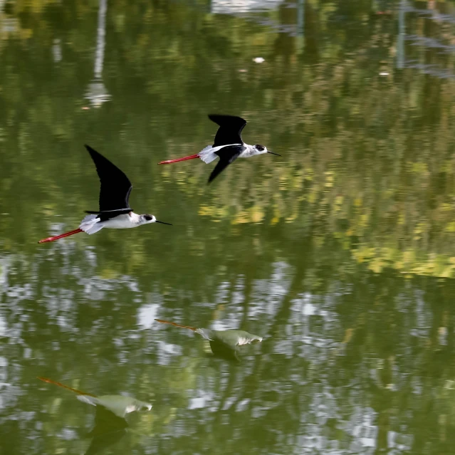 two ducks flying low over the water on a sunny day