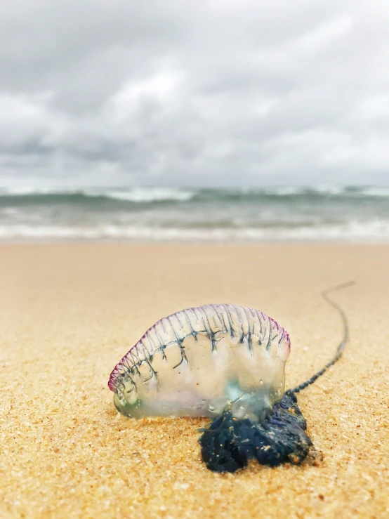 a green and white jelly fish laying on top of a sandy beach