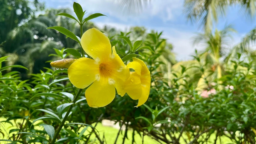 bright yellow flowers stand near some thick green leaves