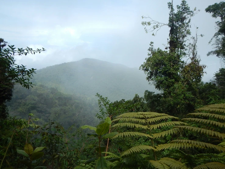 a forest with mountains in the distance