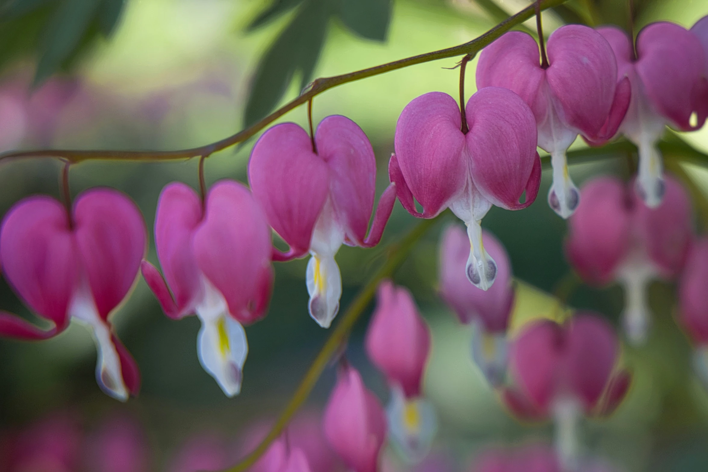 a group of bleeding hearts hanging from a tree