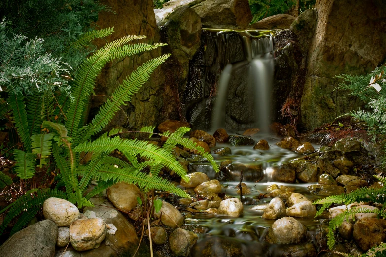 a stream running through a lush forest filled with green ferns