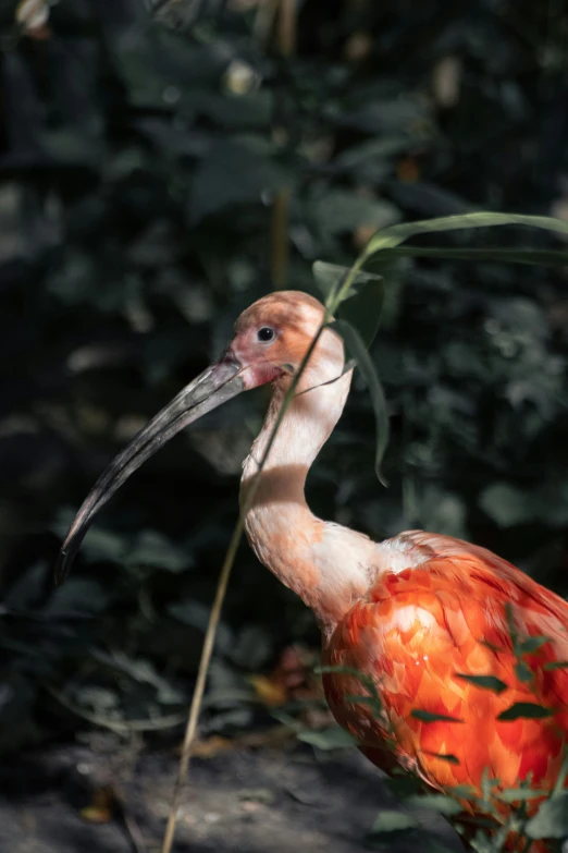 a long legged white bird is next to a nch