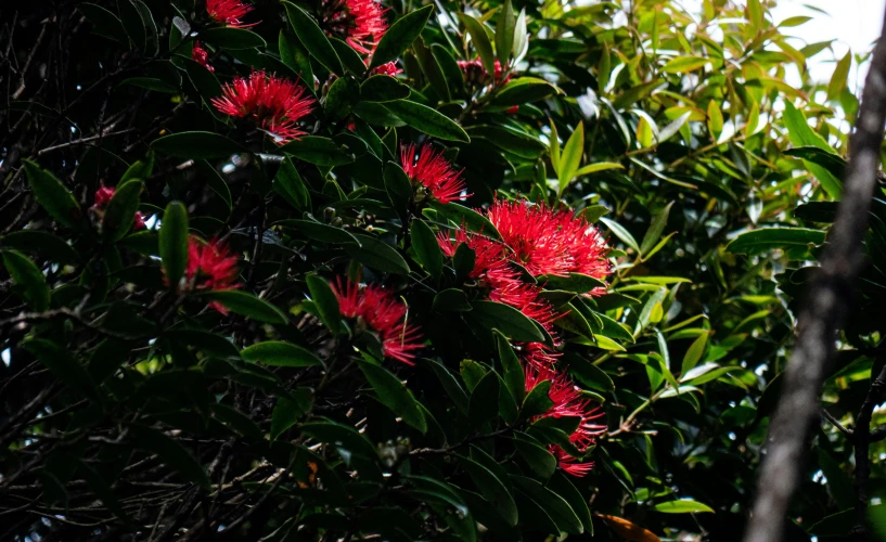 red flowers grow near green leaves on a tree