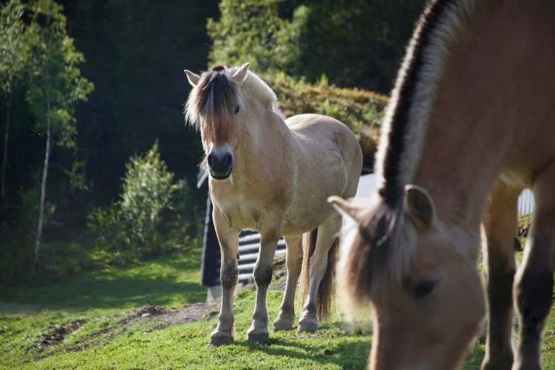 two horses eating grass near a fence