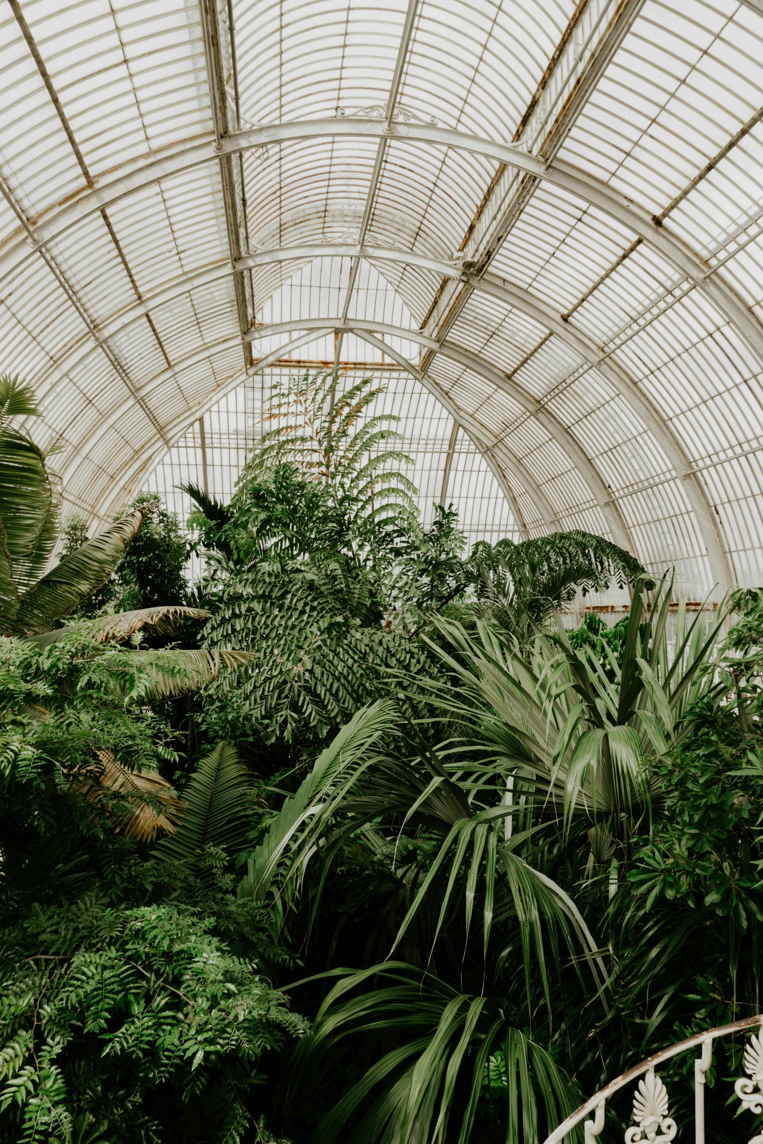 there is a view of some palm trees in a greenhouse