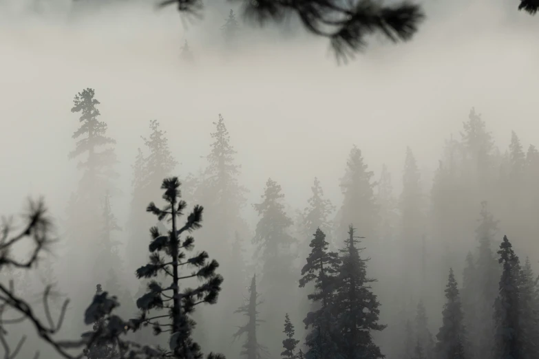 a pine tree is silhouetted in the mist and low hanging clouds