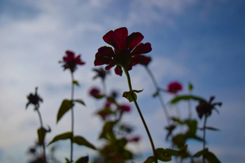 some red flowers are seen in this picture