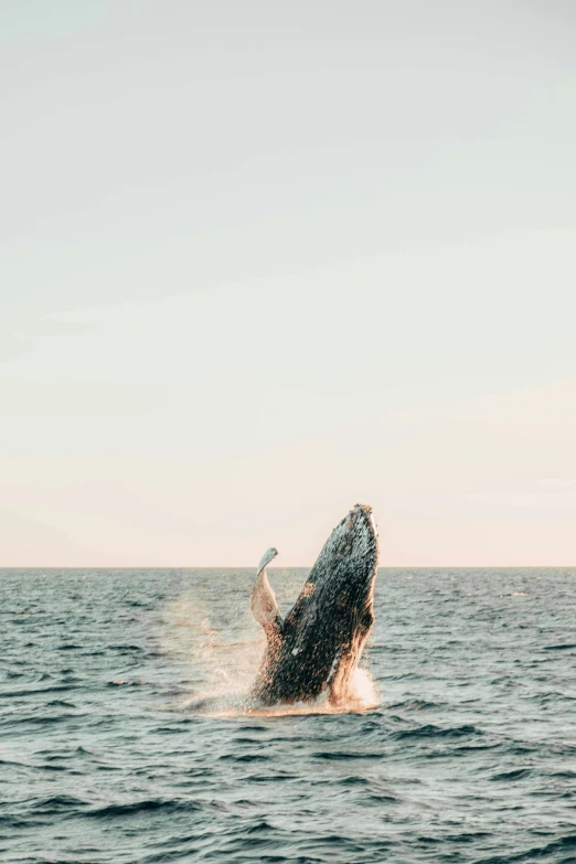 a humpback whale jumping out of the water