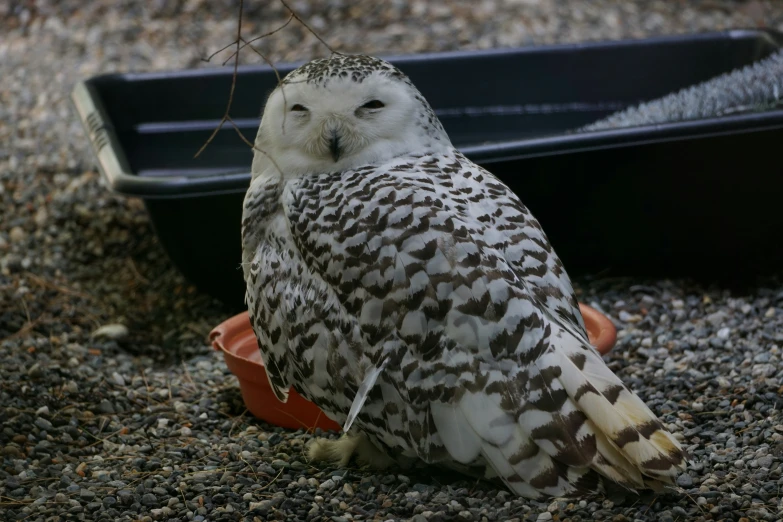 an owl is sitting in its pen with its eyes closed