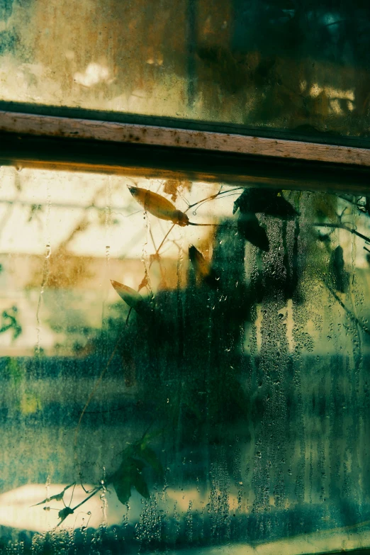 the outside window of an abandoned house is covered in moss