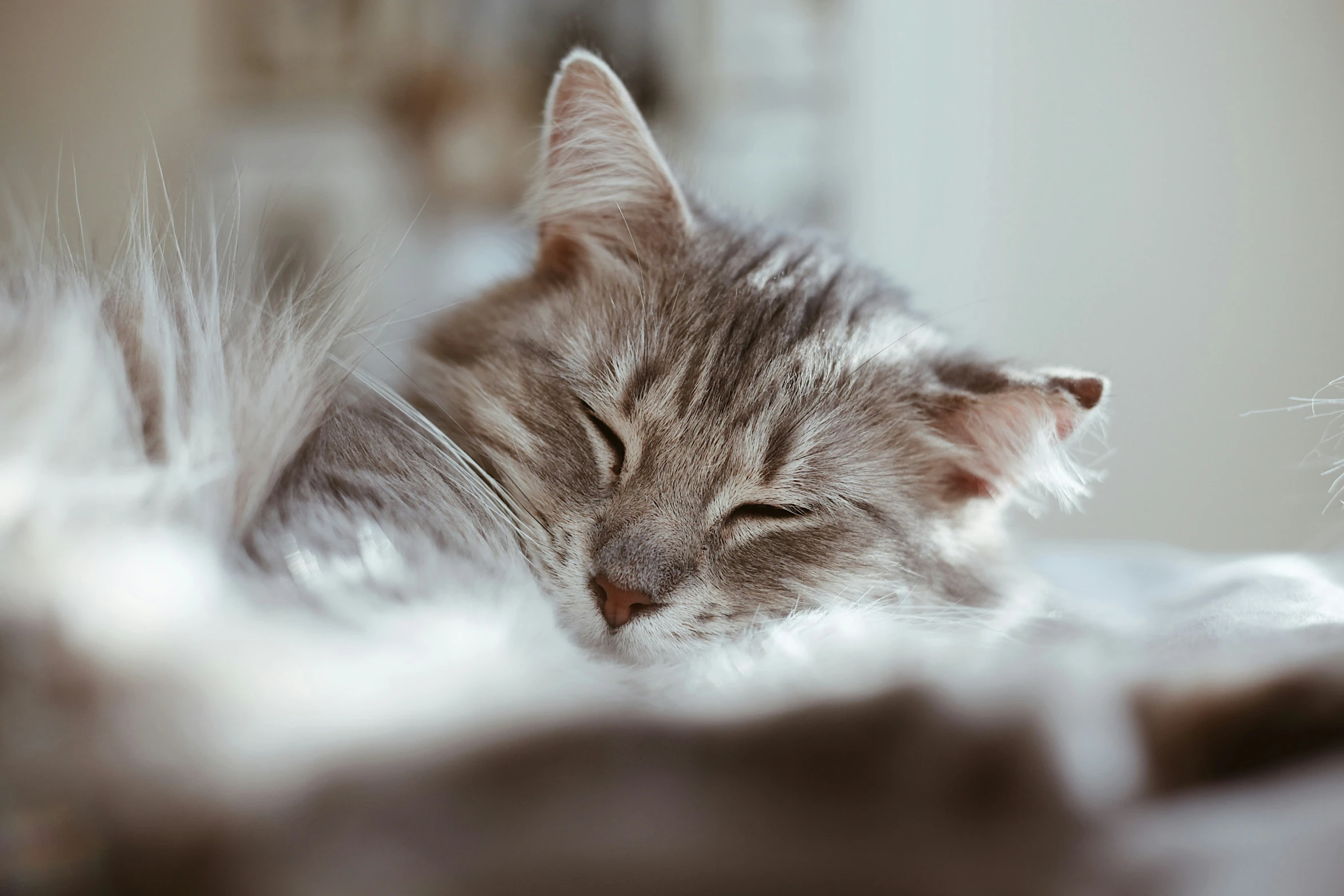 a cat is curled up and sleeping on the bed