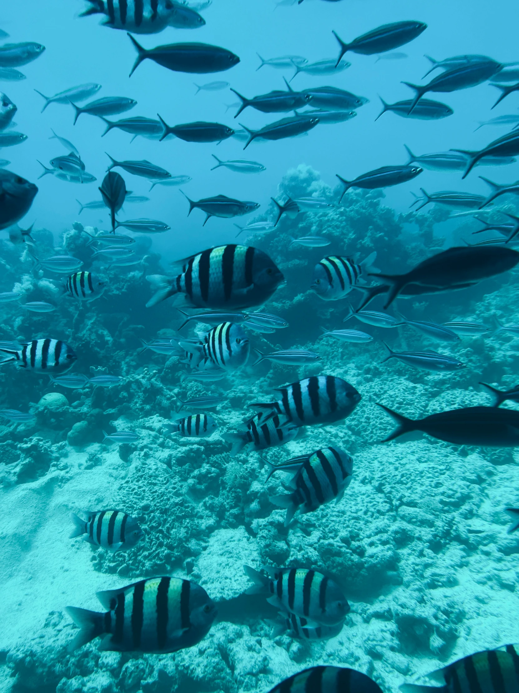 some very large and small fish in the ocean