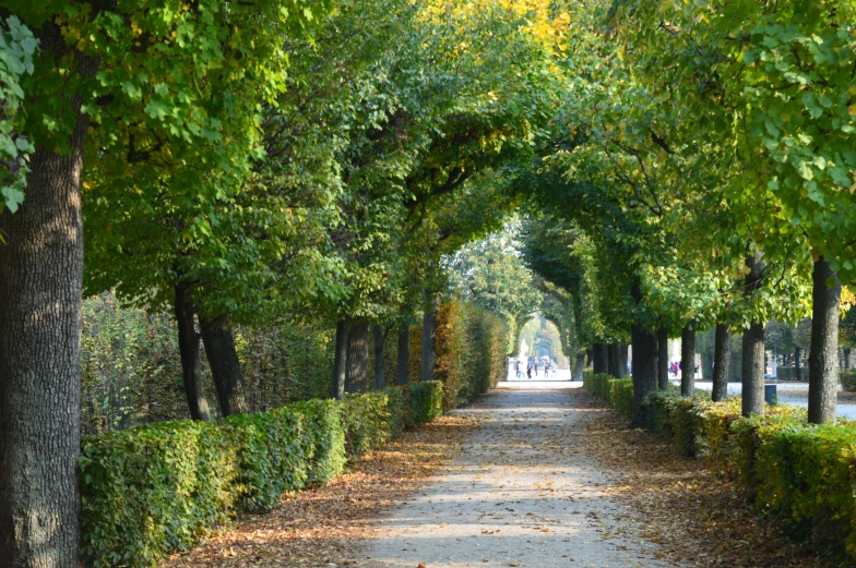 a tree lined pathway near some hedges