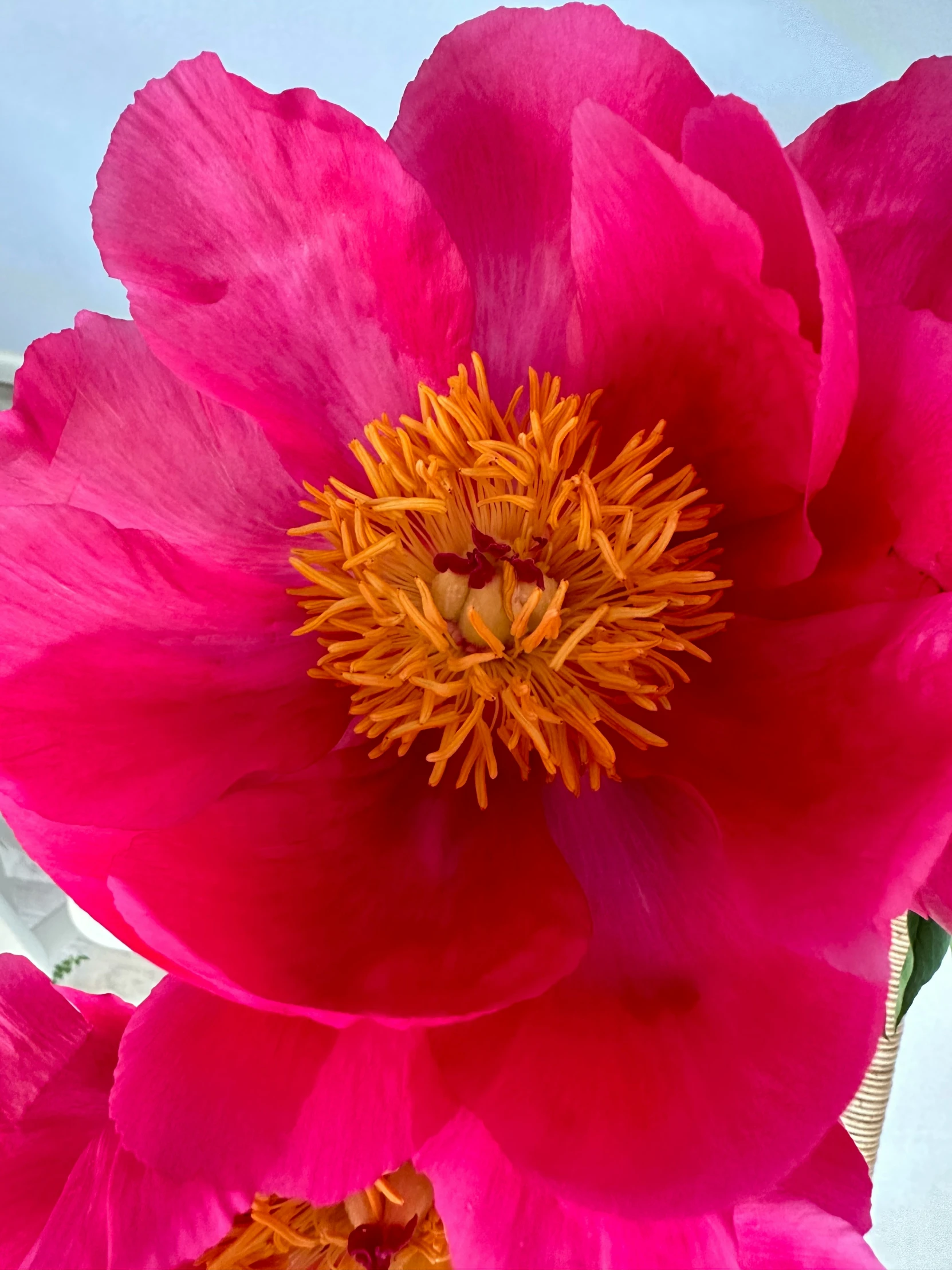 large pink flowers are pictured in the sunlight