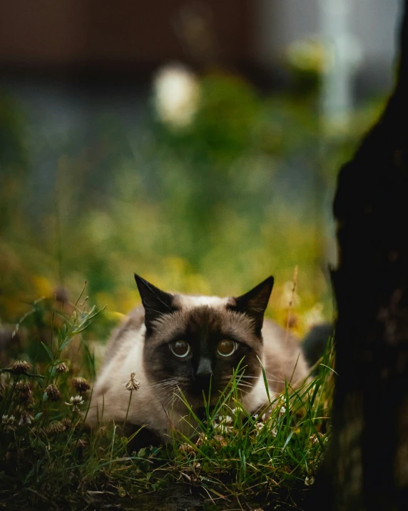 a cat is laying down in the grass