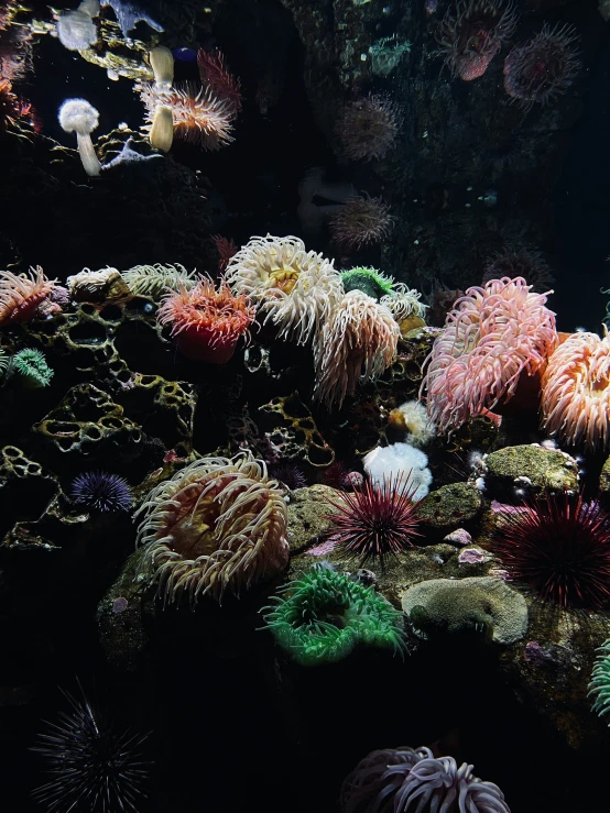 a very colorful and colorful coral aquarium with many creatures