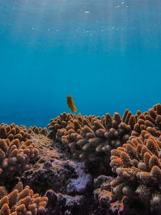 a blue sea has small orange corals and an underwater view of the water